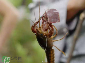 什么時(shí)候釣龍蝦最好？龍蝦幾月份能釣？