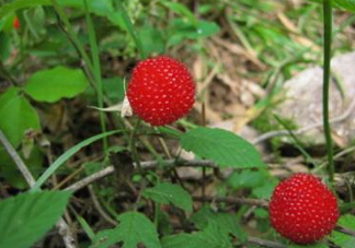 野草莓怎么吃？野草莓怎么清洗