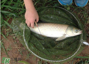 五月份能釣草魚嗎？五月份釣草魚用什么餌料？