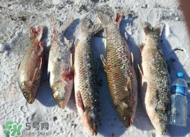 小滿怎么釣魚？小滿釣魚技巧