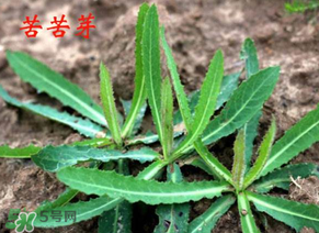 苦苦菜怎么腌制？怎樣腌制苦苦菜？