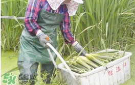 茭白是什么菜？茭白是什么植物