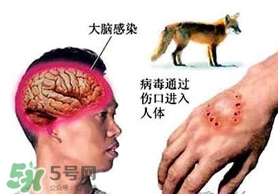 狂犬病是通過什么傳播的？狂犬病傳播途徑有哪些