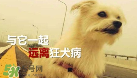 狂犬病能治好嗎？狂犬病的早期癥狀