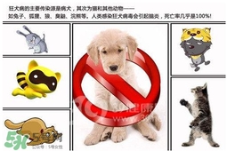 狂犬病是通過什么傳播的？狂犬病傳播途徑有哪些