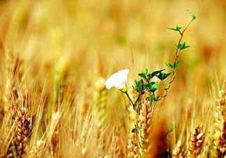 2017年芒種是幾月幾日？芒種是什么意思