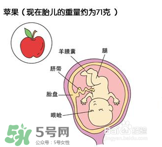 懷孕四個月需要做什么檢查？懷孕四個月胎兒圖