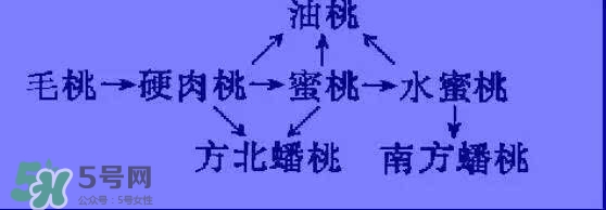 沒有毛的桃子叫什么？桃子毛為什么會癢？