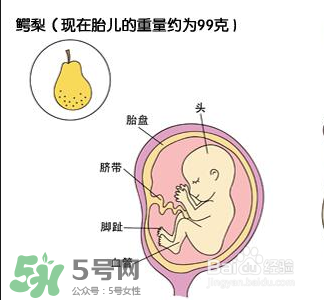 懷孕四個月需要做什么檢查？懷孕四個月胎兒圖