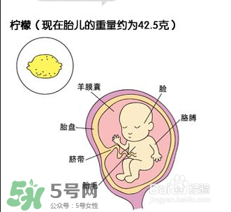 懷孕四個月需要做什么檢查？懷孕四個月胎兒圖