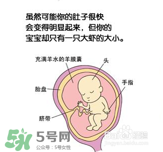 懷孕四個月需要做什么檢查？懷孕四個月胎兒圖