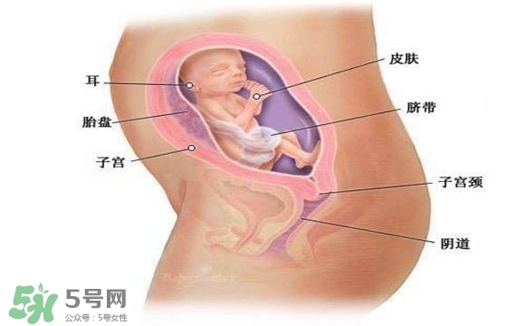 懷孕四個月需要做什么檢查？懷孕四個月胎兒圖