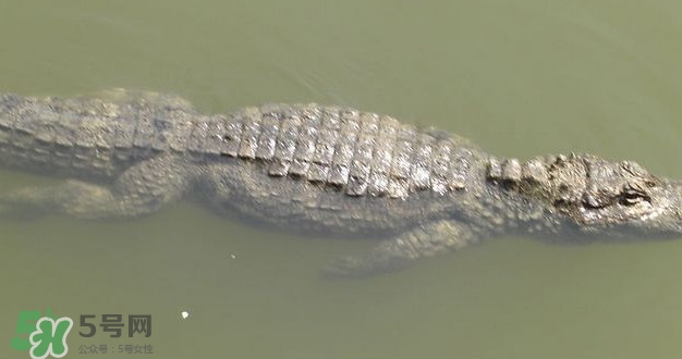 鱷魚是魚嗎？鱷魚是浮在水面上嗎？