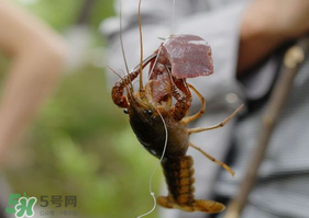 釣龍蝦用腥還是香?釣龍蝦用什么餌最好?