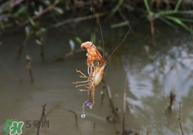 釣龍蝦用什么肉？釣龍蝦用什么肉是最厲害的？