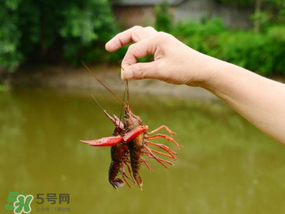 釣龍蝦用什么肉？釣龍蝦用什么肉是最厲害的？