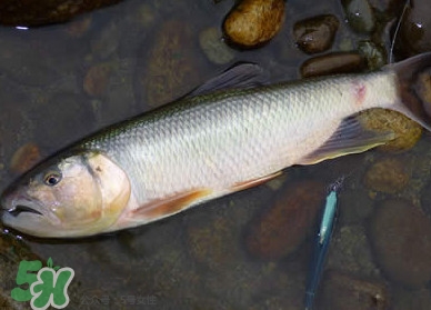 馬口魚多少錢一斤2017？野生馬口魚多少錢一斤？