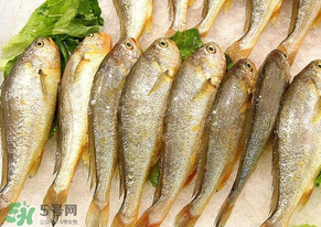 小黃魚長大后會不會變成大黃魚？