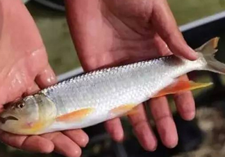 馬口魚能長多大？馬口魚最大能長多長？