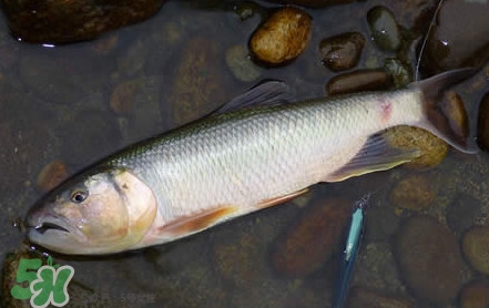 馬口魚是海魚嗎？馬口魚是什么魚