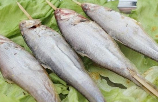 釣馬口魚用什么餌料？釣馬口魚用什么打窩？