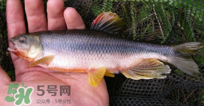 馬口魚多少錢一斤2017？野生馬口魚多少錢一斤？