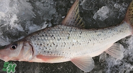 釣翹嘴魚用什么餌料好？翹嘴魚什么時候好釣