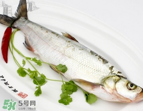 白條魚能長多大？白條魚可以長多大？