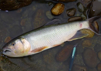 馬口魚多少錢一斤2017？野生馬口魚多少錢一斤？