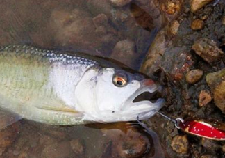 釣馬口魚用什么餌料？釣馬口魚用什么打窩？