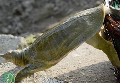 如何區(qū)分野生甲魚？野生甲魚辨識圖片