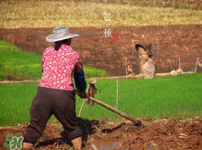 芒種種什么？芒種種什么疏菜？