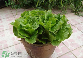 六月份可以種生菜嗎？夏天可以種生菜嗎？