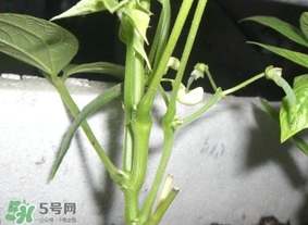 刀豆什么時(shí)候播種？刀豆幾月份播種