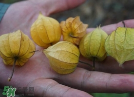 花姑娘水果怎么吃？花姑娘水果吃之前要洗嗎？