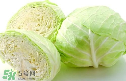 圓白菜是卷心菜嗎？圓白菜是不就是卷心菜