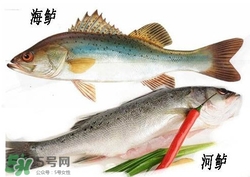 海鱸魚(yú)多少錢(qián)一斤2017？淡水鱸魚(yú)多少錢(qián)一斤？