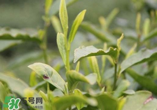 喝信陽毛尖有什么好處？信陽毛尖是紅茶還是綠茶？