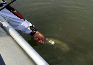 釣海鱸魚什么時候最好？釣海鱸魚用什么樣的魚餌？