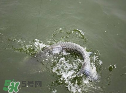 釣青魚怎么調(diào)漂圖解？釣青魚最佳調(diào)漂是幾目