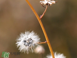 蒲公英開(kāi)花了還能吃嗎？蒲公英開(kāi)花的好還是不開(kāi)花的好？