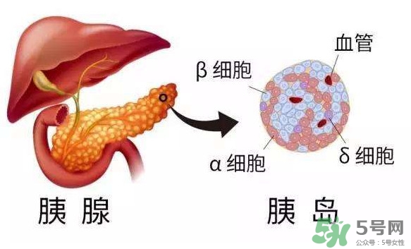 胰島素為什么不能口服？胰島素有什么副作用