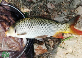 六月份怎么釣鯉魚？六月份釣鯉魚技巧