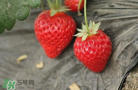 夏天有草莓嗎？夏天草莓結(jié)果嗎？