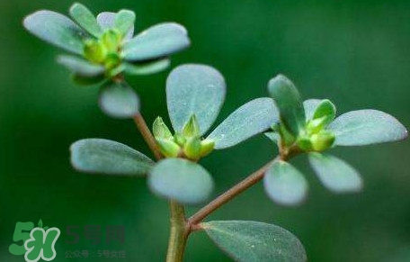 螞蚱菜對(duì)人體有哪些好處？螞蚱菜不能和什么一起吃