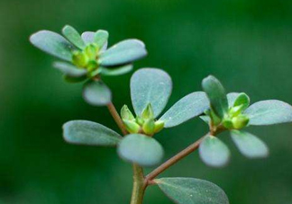 螞蚱菜洗好后怎么保存？剛采的螞蚱菜能存放幾天