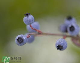 野生藍(lán)莓多少錢一斤？野生藍(lán)莓多少錢一箱？