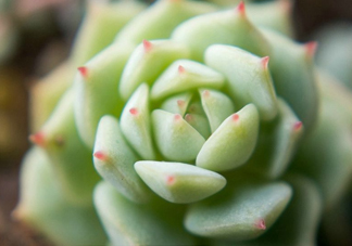 多肉植物能吃嗎？多肉植物哪些可以吃