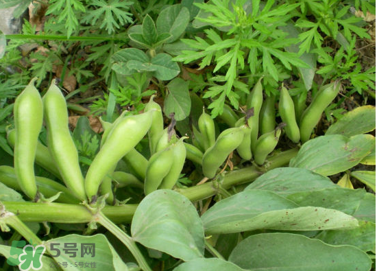 夏天可以種什么蔬菜？夏天適合種什么蔬菜？