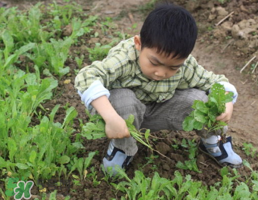 八月份可以種什么菜？八月份適合種植的蔬菜